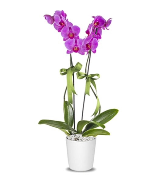 Holland (Decorium) �iftli Mor Orkide