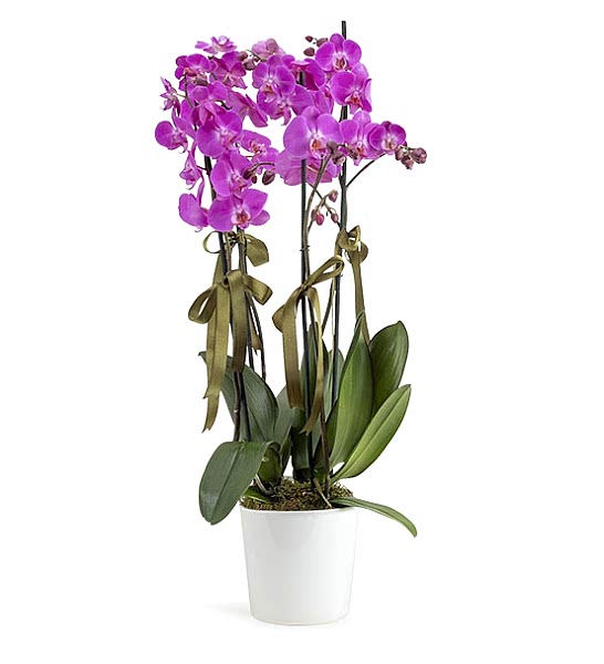 Holland (Decorium) D�rtl� Mor Orkide