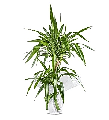 Saks�da Yucca �i�e�i