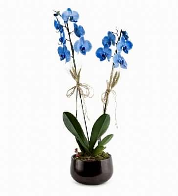 Holland (Magic Blue) �iftli Mavi Orkide