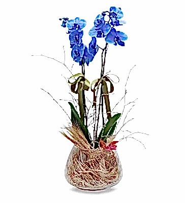 Holland (Decorium) �iftli Mavi Orkide