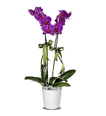 Holland (Decorium) �iftli Mor Orkide