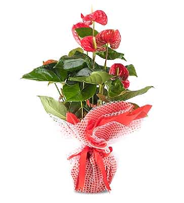 K.Boy K�rm�z� Antoryum
