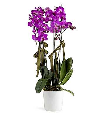 Holland (Decorium) D�rtl� Mor Orkide
