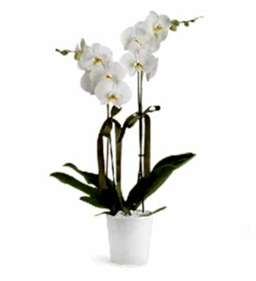 Holland (Decorium) �iftli Beyaz Orkide