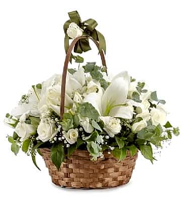 Sepette Lilyum