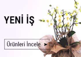 cicek